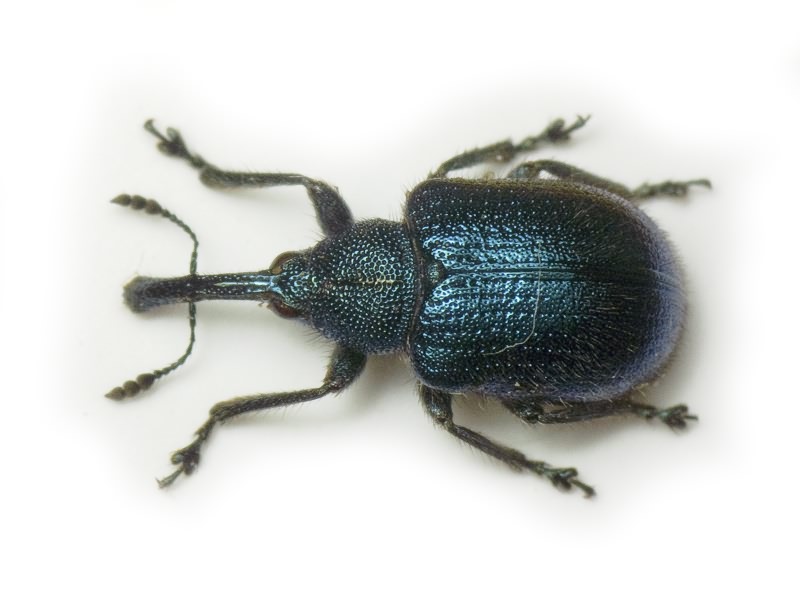 Haplorhynchites pubescens (Fabricius, 1775)